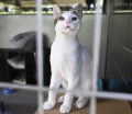 Cresce il numero di gatti abbandonati – foto ufficio stampa Havas PR – (ITALPRESS) align=