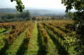 Vigneti / Falanghina align=